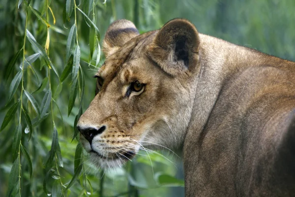 Savannah Vildkatt Lejonhona Rovdjur Katt — Stockfoto