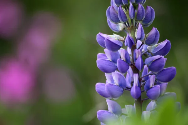 Vacker Utsikt Över Vackra Lupin Blomma — Stockfoto