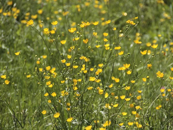 Желтые Цветы Лугу — стоковое фото