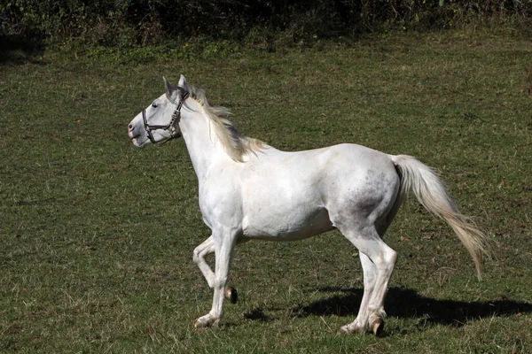 Cheval Blanc Dans Champ — Photo