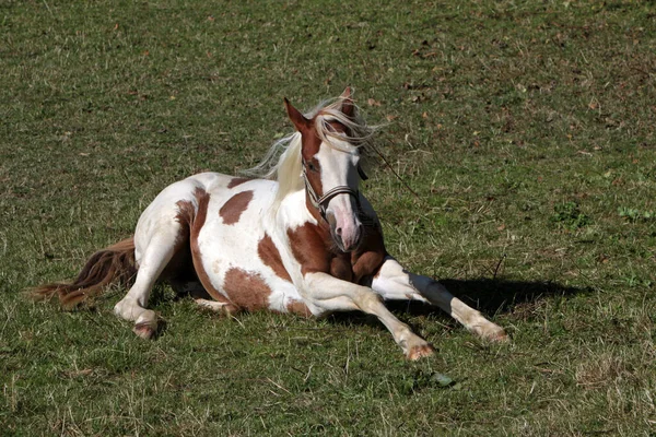 Caballo Pony Acostado Hierba —  Fotos de Stock