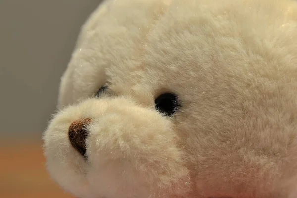 Blick Auf Teddybär — Stockfoto