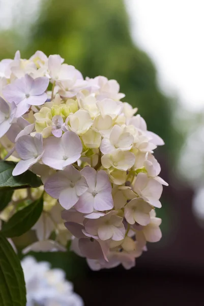 Schilderachtig Uitzicht Prachtige Kleurrijke Hortensia — Stockfoto