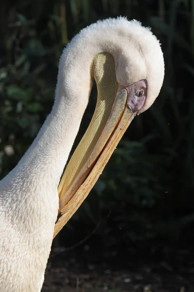Malerischer Blick Auf Pelikanvogel Freier Wildbahn — Stockfoto