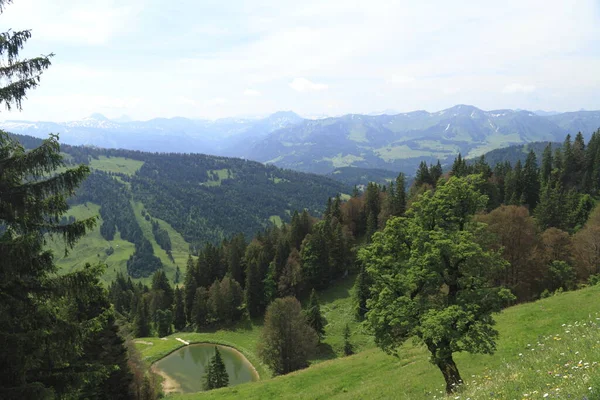 Belle Forêt Nature Sur Fond — Photo