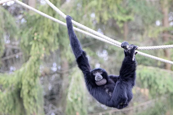 Jovem Macaco Zoológico — Fotografia de Stock