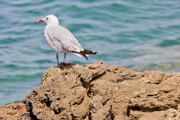 Primer Plano Una Gaviota Sobre Una Roca Agua — Foto de Stock