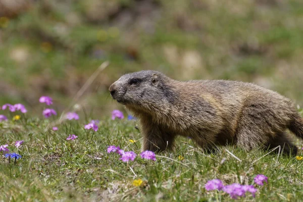 Marmot Groundhog Animal Rodent — Stock Photo, Image