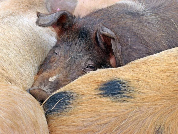 冬のヤナギ豚 — ストック写真