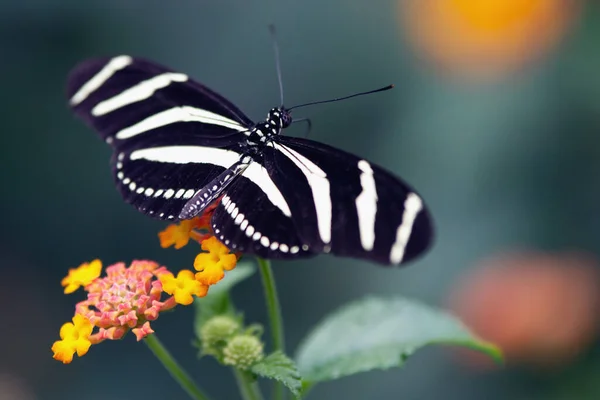 Kis Pillangó Virágon Vadon Koncepció — Stock Fotó