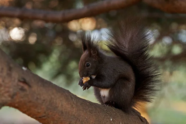 squirrel animal, funny rodent