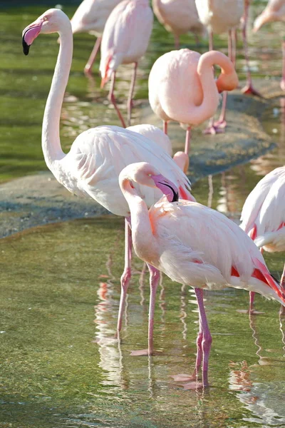 Schilderachtig Uitzicht Majestueuze Flamingo Natuur — Stockfoto