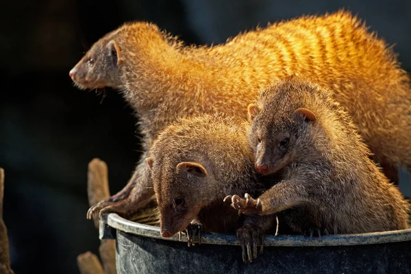 Schilderachtig Uitzicht Van Mangoesten Wilde Natuur — Stockfoto