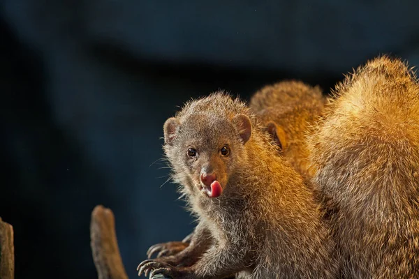 Schilderachtig Uitzicht Van Mangoesten Wilde Natuur — Stockfoto