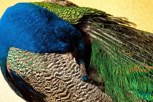 Peacock Bird Peacock Feathers — Stock Photo, Image