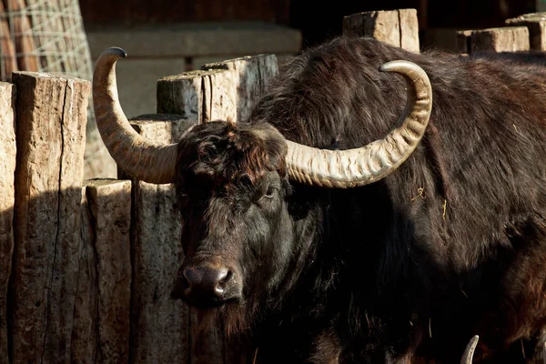 Buffalo Herbívoros Animais Vida Selvagem — Fotografia de Stock