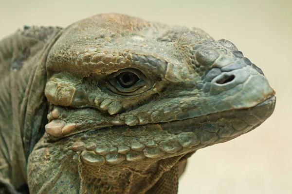 Iguana Selvatica Animale Rettiliano — Foto Stock