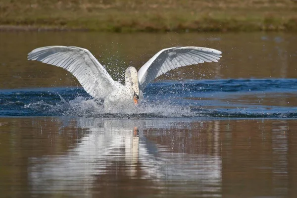 Vista Cênica Cisnes Majestosos Natureza — Fotografia de Stock