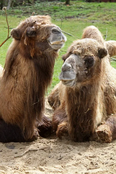 Μια Καμήλα Στο Ζωολογικό Κήπο — Φωτογραφία Αρχείου