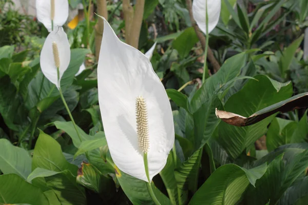 Groene Achtergrond Blad Wit Anthurium — Stockfoto