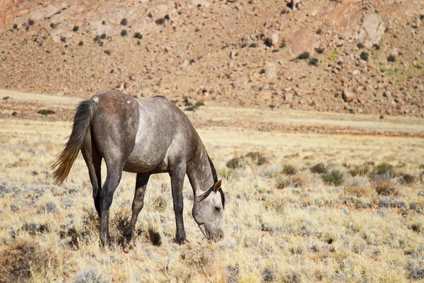 Chevaux Sauvages Namib — Photo