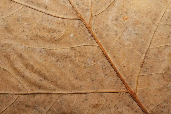 Underside Dry Leaf — Stock Photo, Image