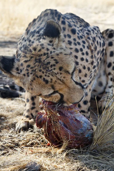 Cheetah Indah Kucing Besar Savannah Hewan Liar — Stok Foto