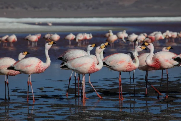 Laguna Colorada Flamingi Andyjskie — Zdjęcie stockowe