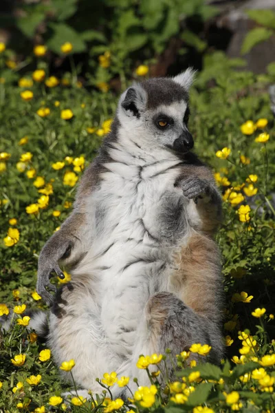 Inel Coada Lemur Animal Flora Fauna — Fotografie, imagine de stoc