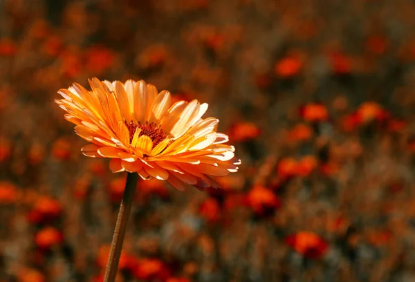 Piękny Widok Naturalnego Kwiatu Nagietka — Zdjęcie stockowe