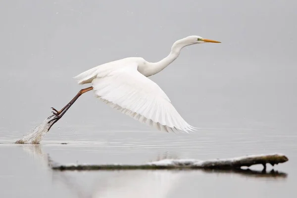 自然の中でのヘロン鳥の景観 — ストック写真