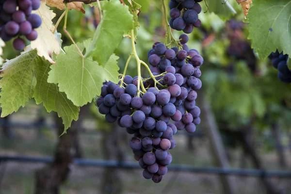 Uvas Que Crecen Viñedo — Foto de Stock