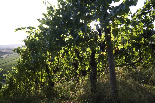 Grapes Growing Vineyard — Stock Photo, Image