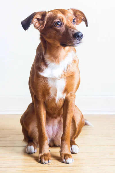 かわいい犬の肖像画 — ストック写真