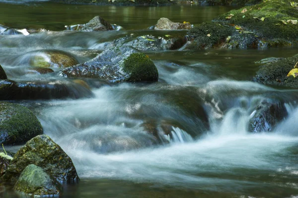 Krásný Les Příroda Pozadí — Stock fotografie