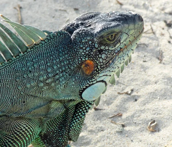 Retrato Uma Iguana Verde Vista Praia Guadalupe Caribe Noite — Fotografia de Stock