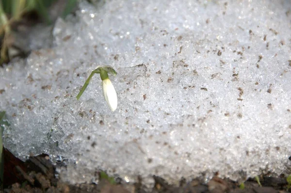 Witte Bloem Het Gras — Stockfoto