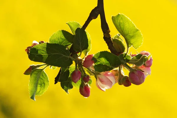 Flores Manzana Flores Las Ramas Flora Primavera — Foto de Stock