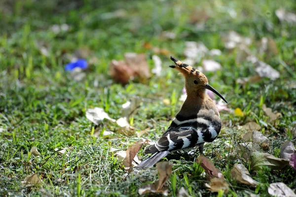 Ein Raubvogel Gras — Stockfoto