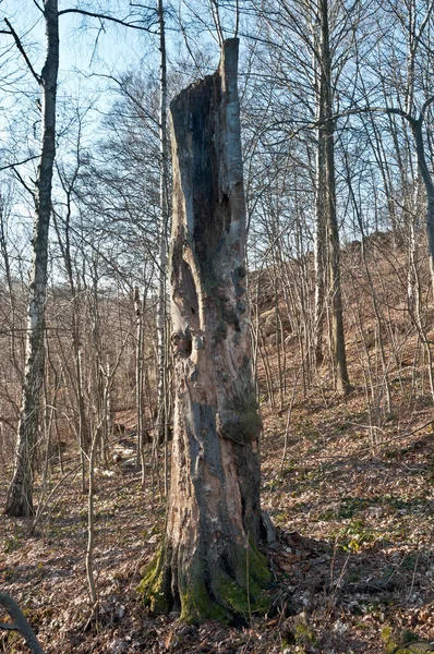 Oude Boom Het Bos — Stockfoto