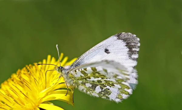 Petit Papillon Sur Fleur Concept Sauvagerie — Photo
