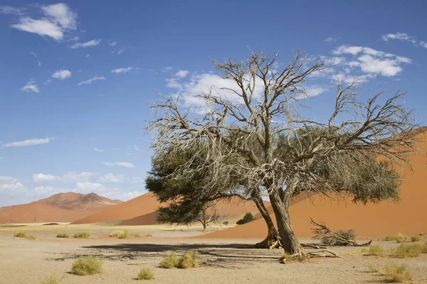Sossusvlei Gelegen Het Zuidelijke Deel Van Namibische Woestijn — Stockfoto