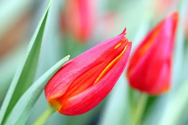 Живописный Вид Красивые Цветы Тюльпана — стоковое фото