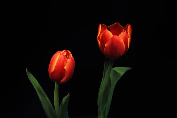 Tulpen Blumen Frühlingsflora — Stockfoto