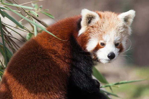 森の中の赤いパンダ — ストック写真