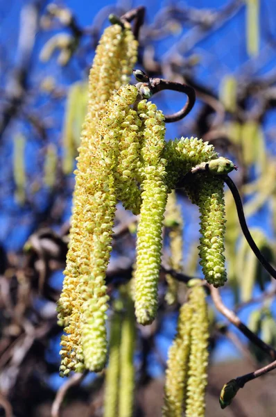 Haselnussblüten Zweigen Frühling Vor Blauem Himmel — Stockfoto