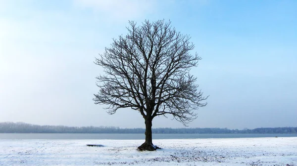 Árbol Solitario Invierno — Foto de Stock