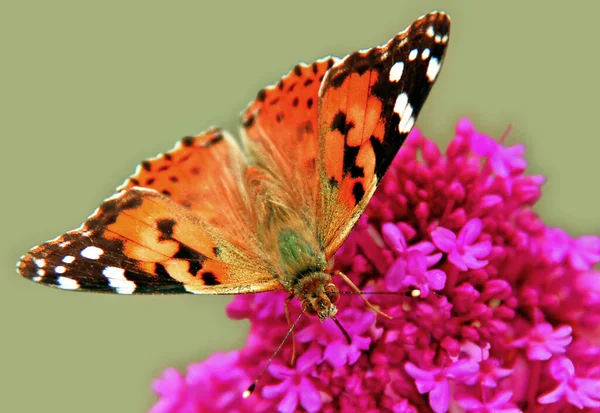 Primo Piano Bug Natura Selvaggia — Foto Stock