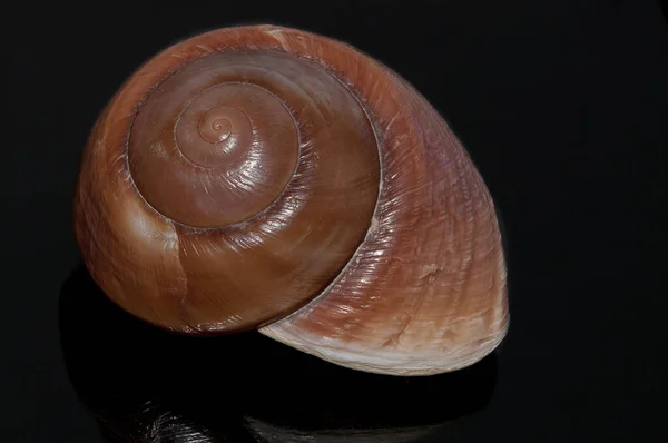 Caracol Hélice Pomatia Molusco Invertebrado —  Fotos de Stock