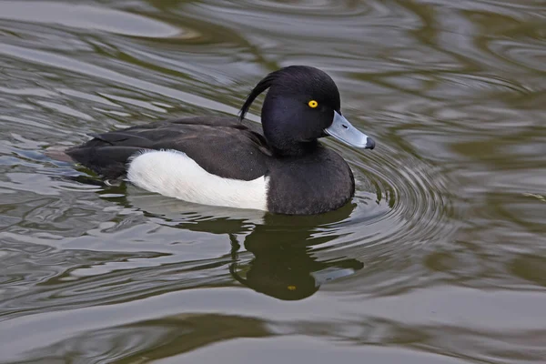 Canard Sur Lac — Photo